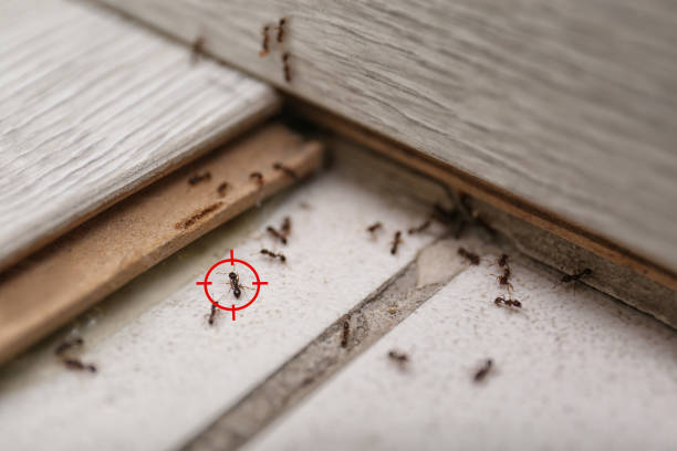 Best Commercial Pest Control Services  in Magna, UT