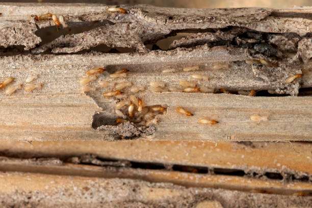 Best Pest Control Near Me  in Magna, UT
